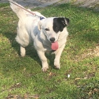 Sokö (Sokak Köpeği), Köpek  Pamuk fotoğrafı