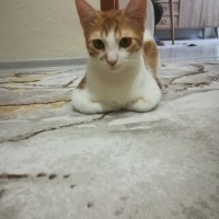 Tekir Kedi, Kedi  Bal kaymak fotoğrafı