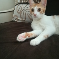 Tekir Kedi, Kedi  Bal kaymak fotoğrafı