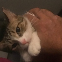 Tekir Kedi, Kedi  zilli fotoğrafı