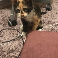 Soke, Kedi  Mia fotoğrafı