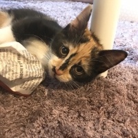 Soke, Kedi  Mia fotoğrafı