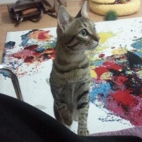 Tekir Kedi, Kedi  Sisi fotoğrafı