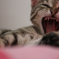 Tekir Kedi, Kedi  Sisi fotoğrafı