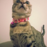 Tekir Kedi, Kedi  Sisi fotoğrafı