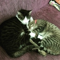 Tekir Kedi, Kedi  Sisi fotoğrafı