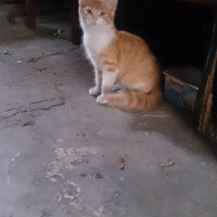 Tekir Kedi, Kedi  Pati fotoğrafı