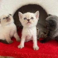 British Shorthair, Kedi  Şans fotoğrafı