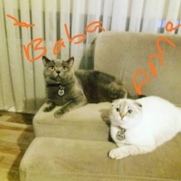 British Shorthair, Kedi  Şans fotoğrafı