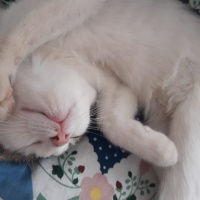 Tekir Kedi, Kedi  Hera fotoğrafı