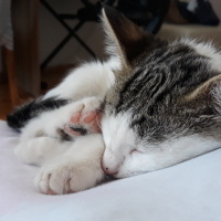Tekir Kedi, Kedi  Hera fotoğrafı