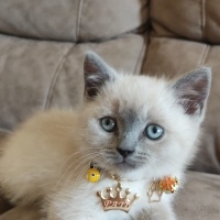 British Shorthair, Kedi  Pati fotoğrafı