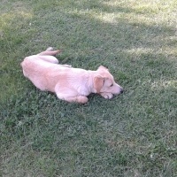 Golden Retriever, Köpek  Kafka fotoğrafı