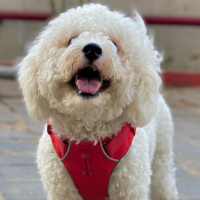 Maltese, Köpek  Nikos fotoğrafı