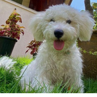 Maltese, Köpek  Nikos fotoğrafı
