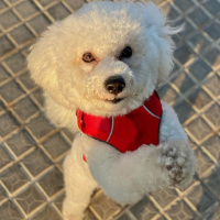 Maltese, Köpek  Nikos fotoğrafı