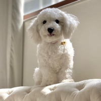 Maltese, Köpek  Nikos fotoğrafı