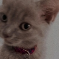British Shorthair, Kedi  Balım fotoğrafı