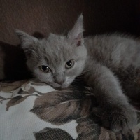 British Shorthair, Kedi  Balım fotoğrafı