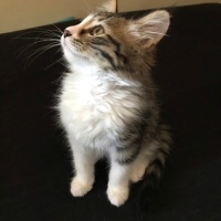 Norwegian Forest, Kedi  Bihter fotoğrafı