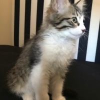 Norwegian Forest, Kedi  Bihter fotoğrafı