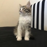 Norwegian Forest, Kedi  Bihter fotoğrafı