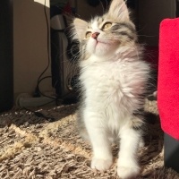 Norwegian Forest, Kedi  Bihter fotoğrafı