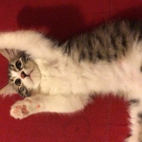 Norwegian Forest, Kedi  Bihter fotoğrafı