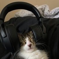 Norwegian Forest, Kedi  Bihter fotoğrafı