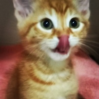 Tekir Kedi, Kedi  Tekirkedi Abeş soyu fotoğrafı