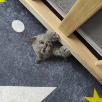 British Shorthair, Kedi  Haydut fotoğrafı