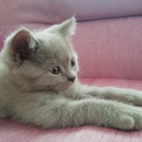 British Shorthair, Kedi  Haydut fotoğrafı