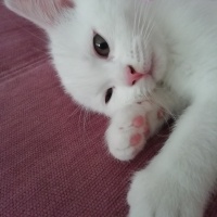 British Shorthair, Kedi  Kaymak fotoğrafı