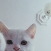 British Shorthair, Kedi  Kaymak fotoğrafı