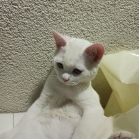 British Shorthair, Kedi  Kaymak fotoğrafı