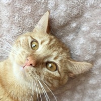 Sarman, Kedi  Bal fotoğrafı