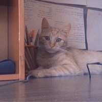 Sarman, Kedi  Bal fotoğrafı