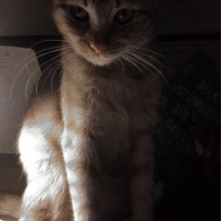 Sarman, Kedi  Bal fotoğrafı