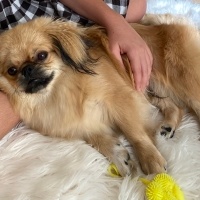 Pekingese, Köpek  Timon fotoğrafı