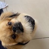 Pekingese, Köpek  Timon fotoğrafı