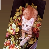 Sarman, Kedi  paşa fotoğrafı