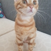 Sarman, Kedi  paşa fotoğrafı