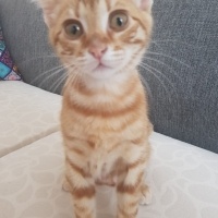 Sarman, Kedi  paşa fotoğrafı