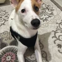 Jack Russell Terrier, Köpek  Paris fotoğrafı