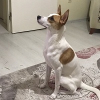 Jack Russell Terrier, Köpek  Paris fotoğrafı