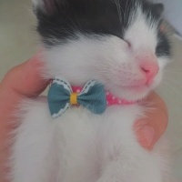 Tuxedo (Smokin) Kedi, Kedi  Gece fotoğrafı