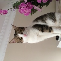 Tekir Kedi, Kedi  Bocuk fotoğrafı