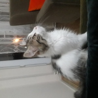 Tekir Kedi, Kedi  Miya fotoğrafı