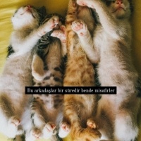 Tekir Kedi, Kedi  Tekir kardeşler fotoğrafı
