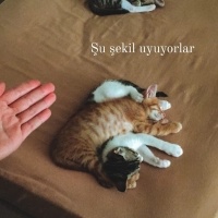 Tekir Kedi, Kedi  Tekir kardeşler fotoğrafı